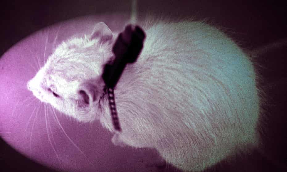 Mice are widely used in scientific research and are typically euthanized after experiments but rarely in such numbers as in the past few months.
