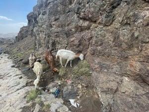 Livestock graze on the side of a road amid a lack of rainfall this year, in a mountainous village near Sanaa, Yemen