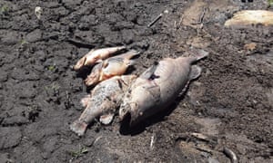 Dead fish in Tenterfield dam