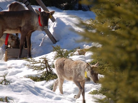 A baby caribou born in Val d’Or.