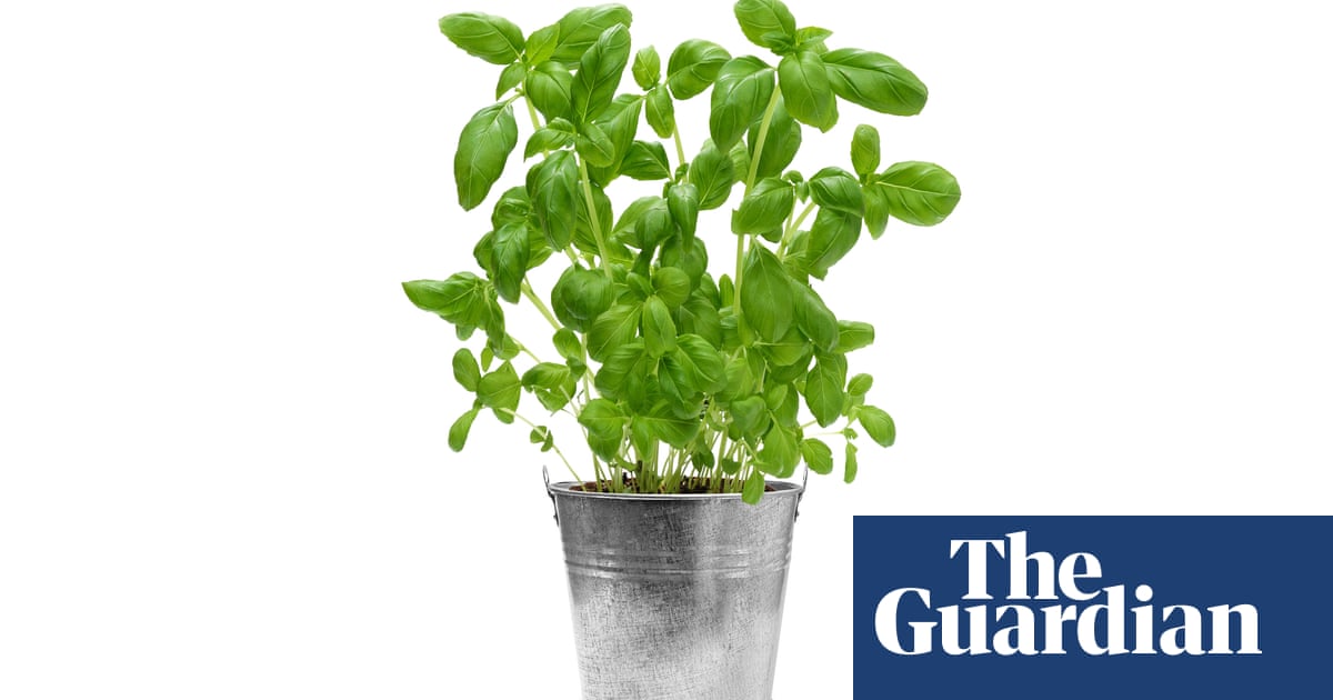 Houseplant clinic: why do my supermarket plants keep dying?