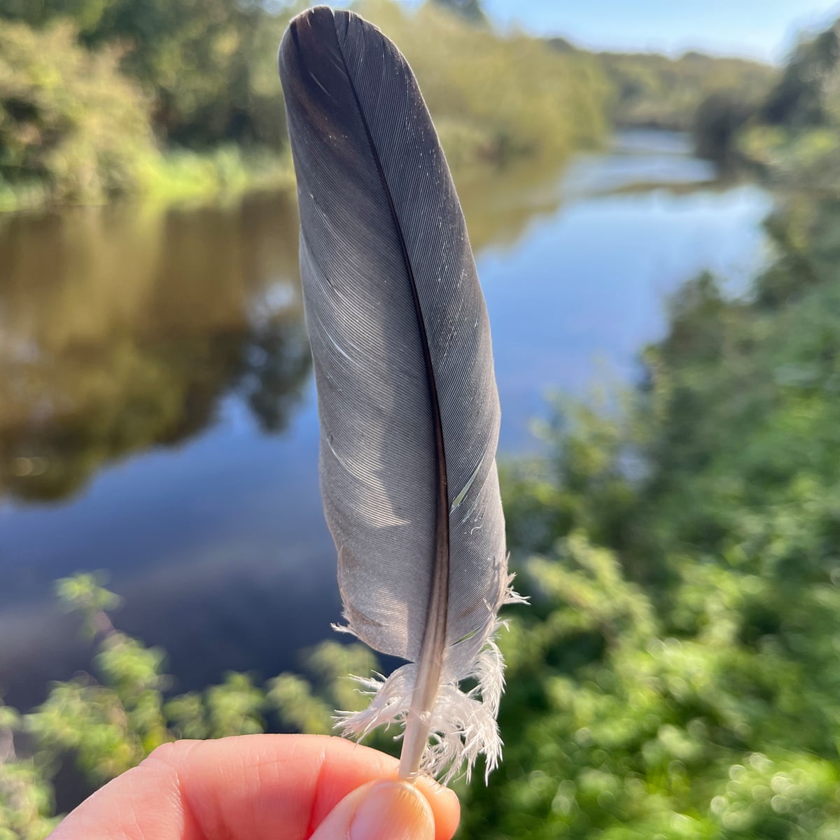 Country diary: The story of birds starts with their feathers