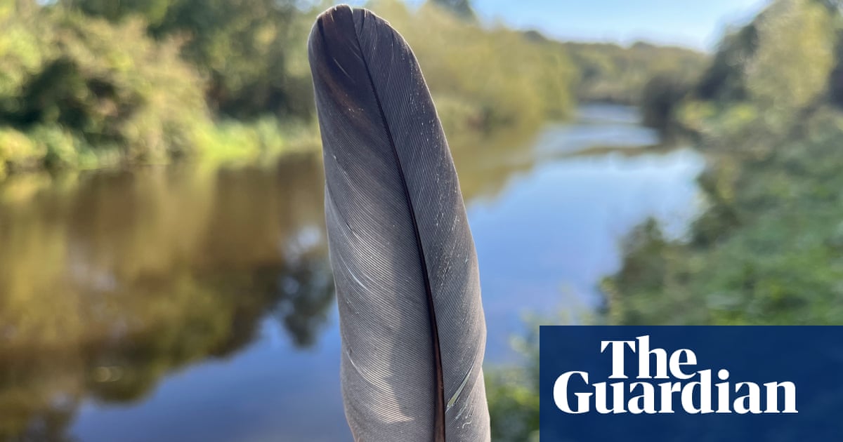 Country diary: The story of birds starts with their feathers