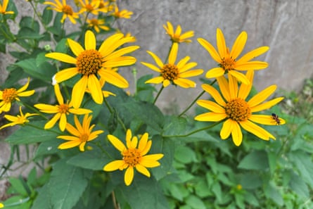 Yellow wildflowers in a garden