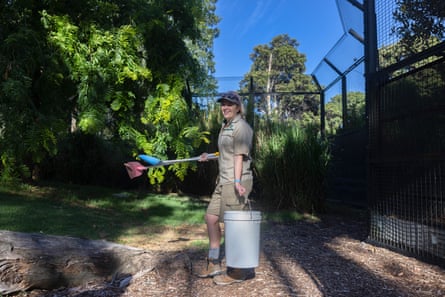 A keeper picks up lion poo in the temporarily empty lion enclosure. She is wearing a khaki uniform and a dark cap and carrying a large bucket