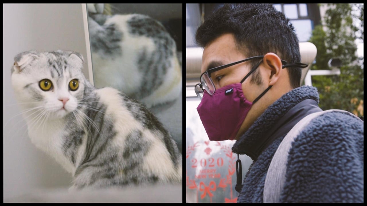 Kitten Dies After Human To Cat Covid 19 Transmission Evening Standard