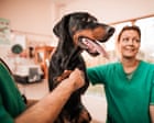 Cost of UK pet insurance falls despite higher vet fees and inflation Cost of UK pet insurance falls despite higher vet fees and inflation