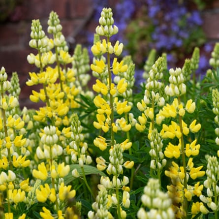Lupinus arboreus - Tree lupin