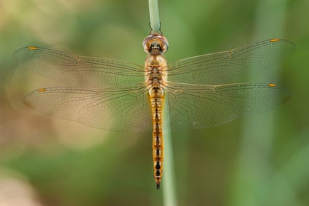 Dragonfly perched on a stem