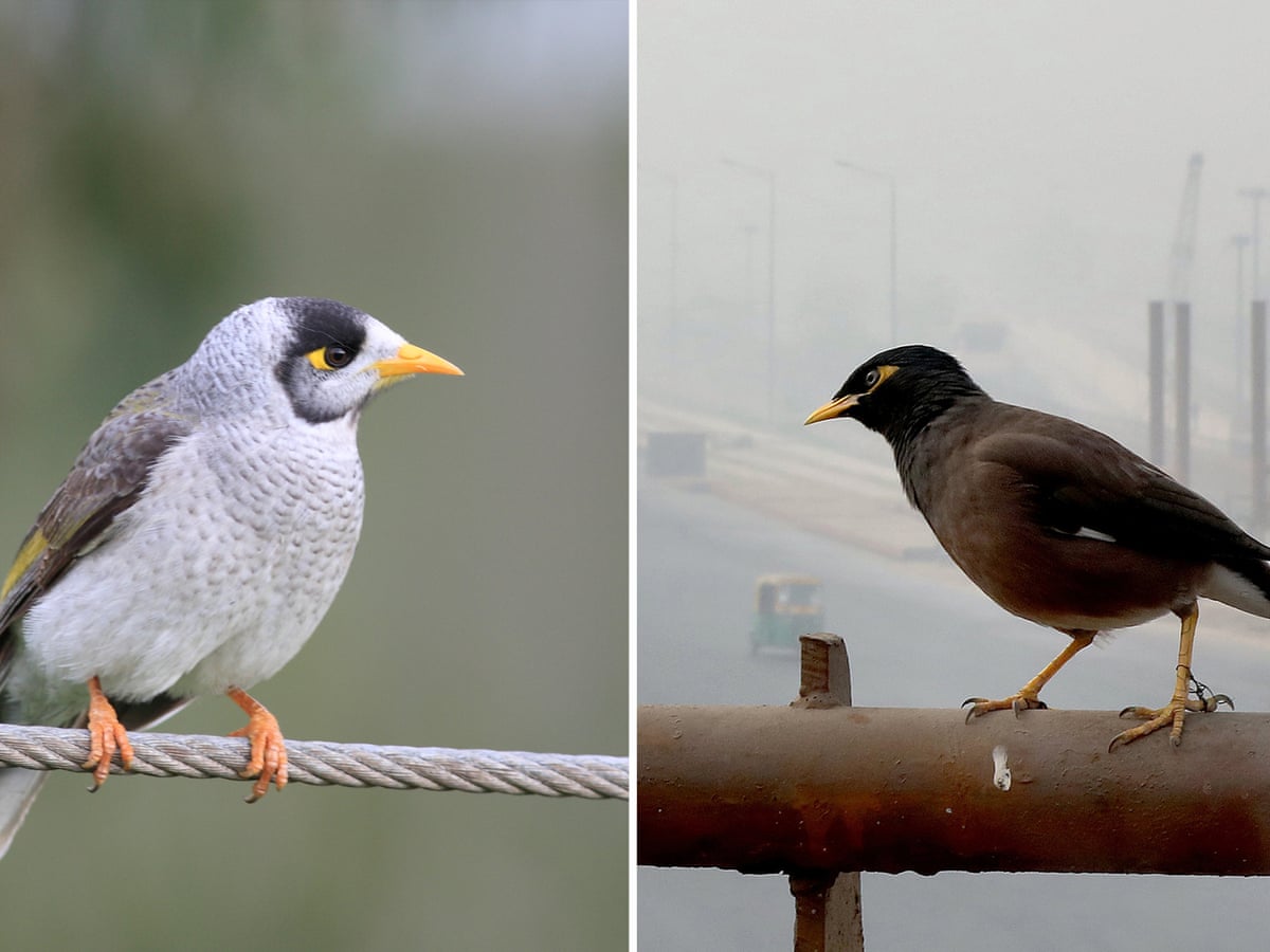 How to Get Rid of Myna Birds How to Get Rid of Myna Birds