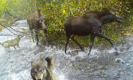 Two wolves, a larger moose and a smaller moose all in a creek near green bushes.