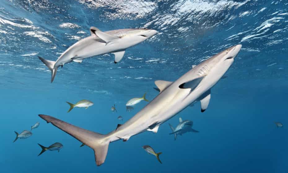 Silky sharks swimming in blue water