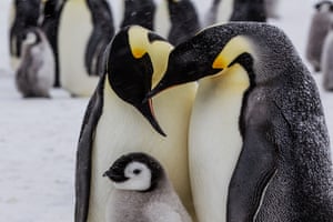 A pair of emperor penguins with their chick on the frozen Ross Sea