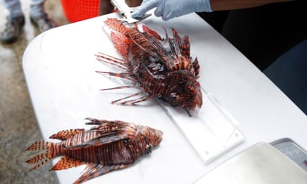 A person weighs and measures a lionfish during a fishing tournament held in the Caribbean town of Portobelo, 90km north of Panama City, Panama