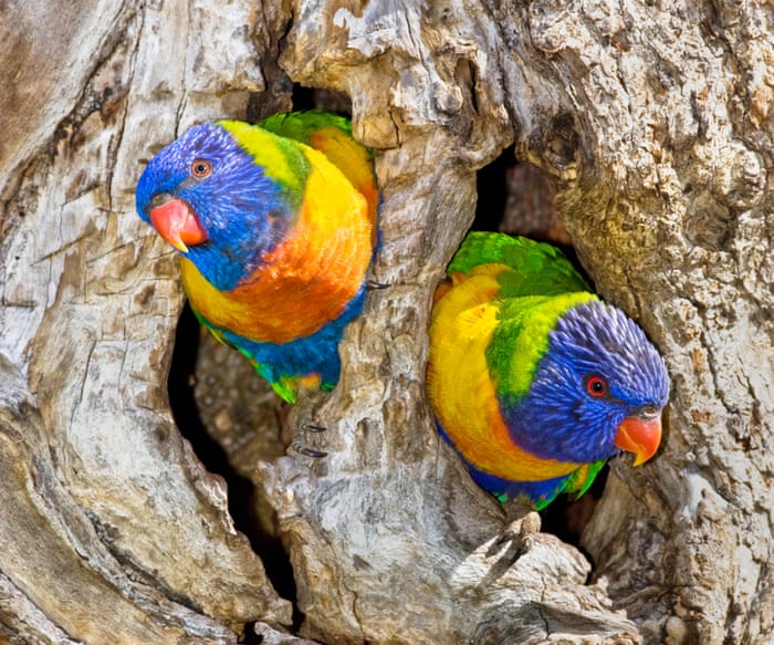 Feathers flying: why cockatoos and rainbow lorikeets have gone to war | Birds | The Guardian