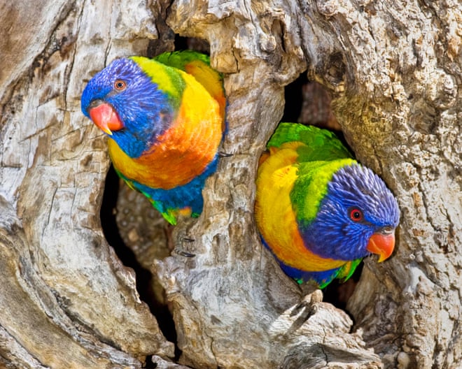 ‘Mind-blown’: scientists discover sex reversal in kookaburras and lorikeets with cause unknown ‘Mind-blown’: scientists discover sex reversal in kookaburras and lorikeets with cause unknown