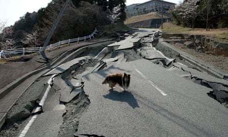 Abandoned dog walks on a damaged street