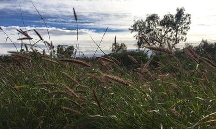 Buffel grass in the Gibson desert