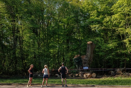 Three runners look at the tree stump in the forest