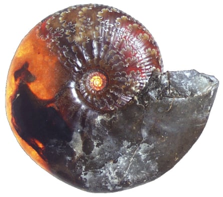 Neville Hollingworth's 1998 ammonite fossil.