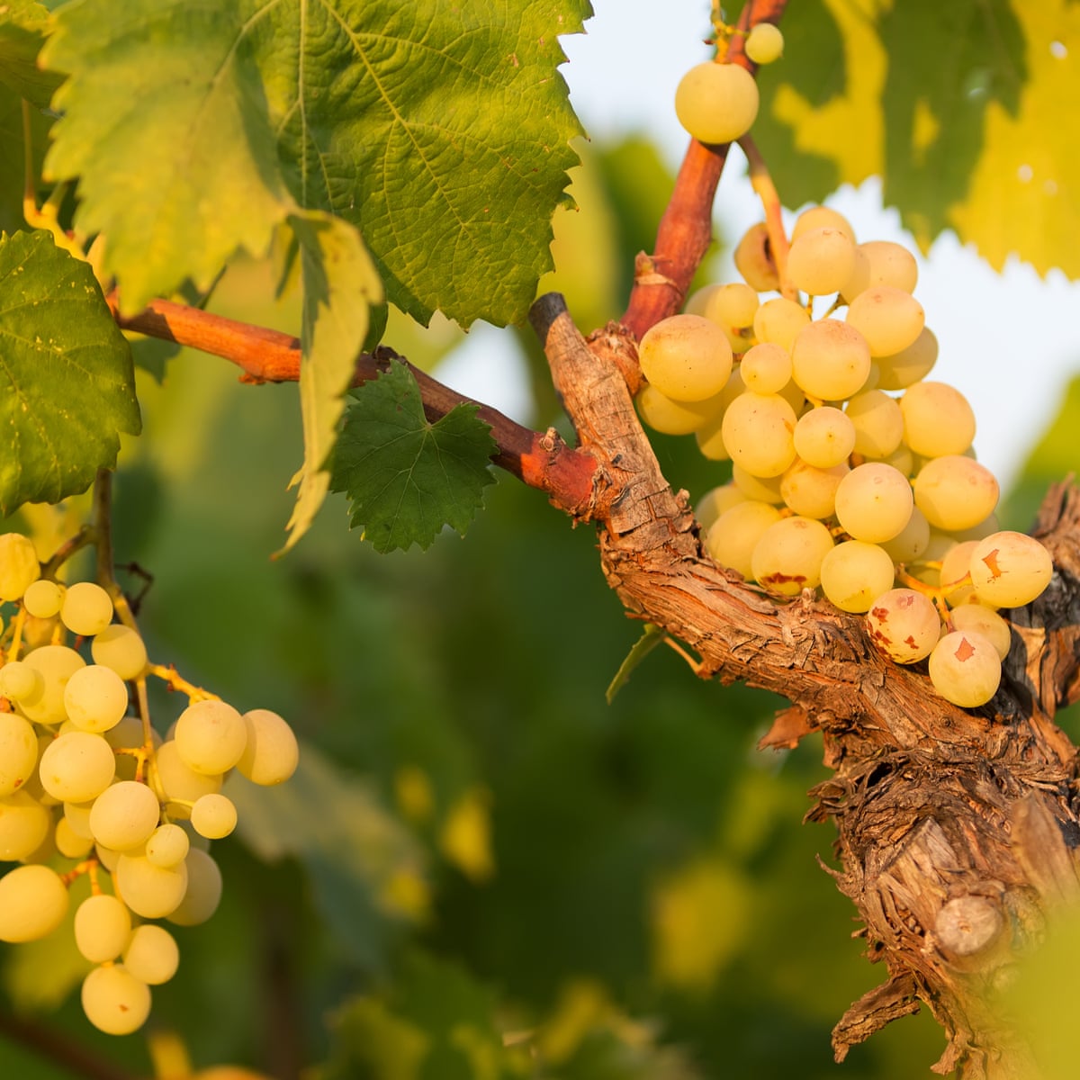 Why France's well-travelled grapes conquered the world | Wine ...