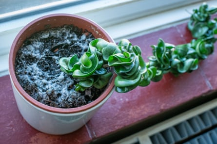 A rope plant with mould on the leaves and soil