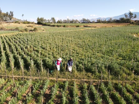 Two farmers working in a field of plants, organised in rows with vertical eucalyptus branches