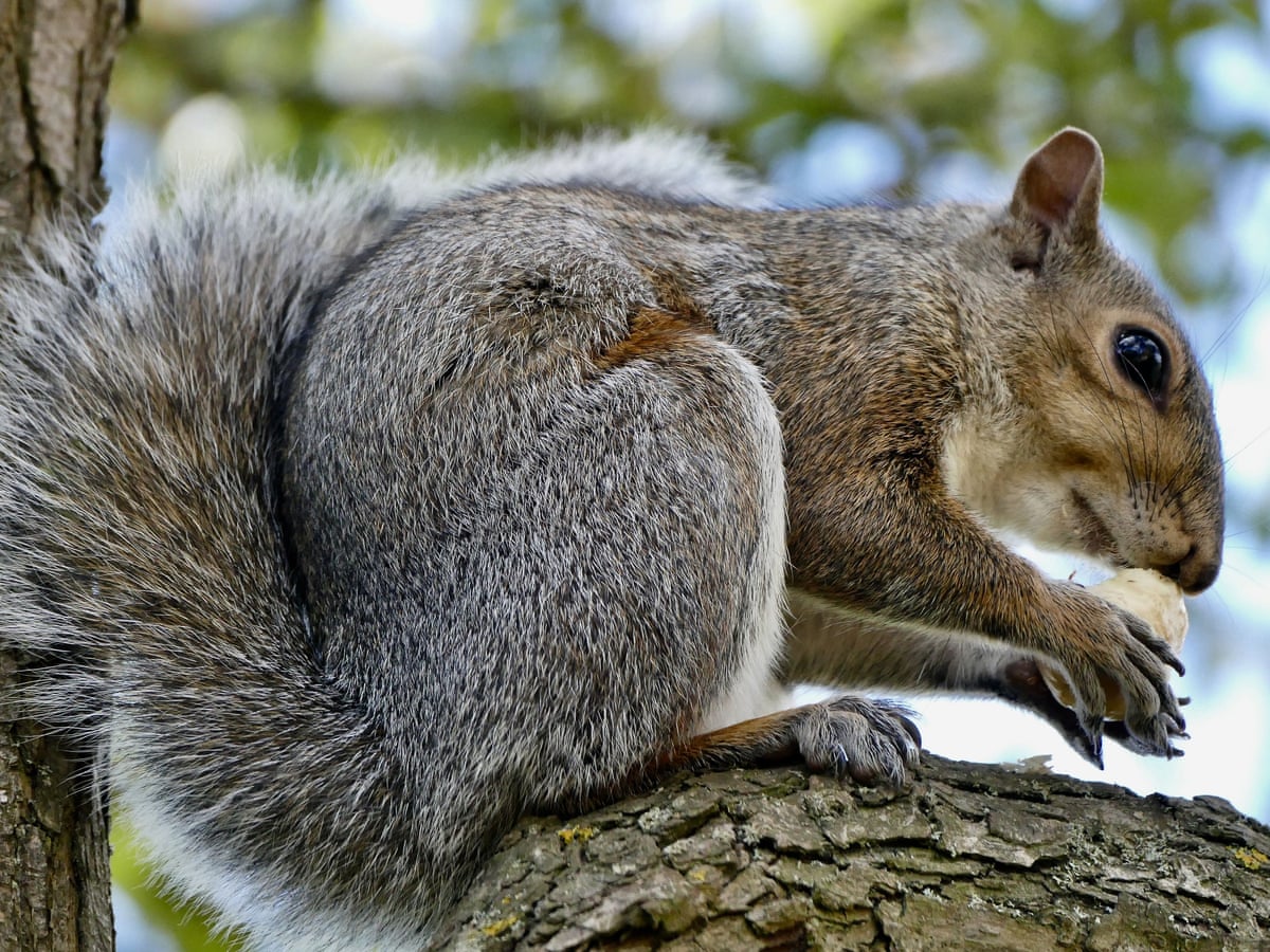Leave grey squirrels and all animals alone | Food | The Guardian