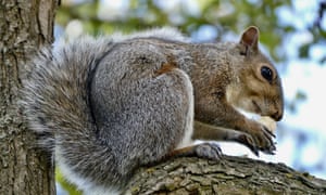 A grey squirrel
