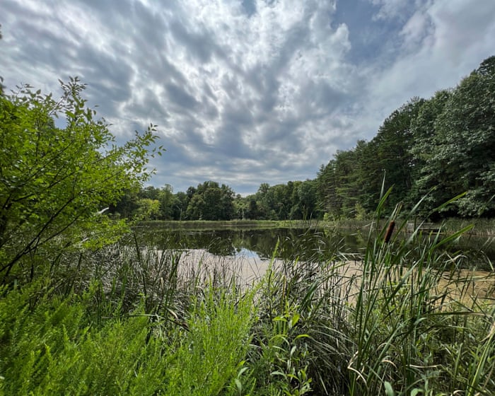 Ohio’s sole national forest could be wiped out as Trump targets land for logging