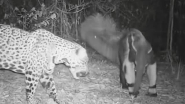 Download Giant Anteater And Jaguar In Rare Battle Camera Trap Video Environment The Guardian Free Get Wallpaper Giant Anteater And Jaguar In Rare Battle Camera Trap Video Environment The Guardian Desktop Wallpaper Free