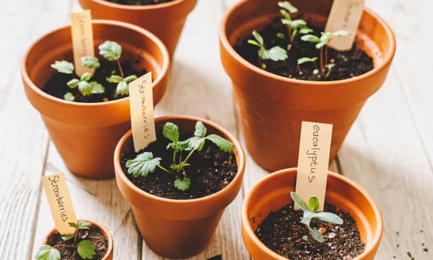 Relax, you do not have to be a ‘proper’ gardener | Gardening assistance 1 Growing pains? It’s spring, so just get out there and enjoy gardening.