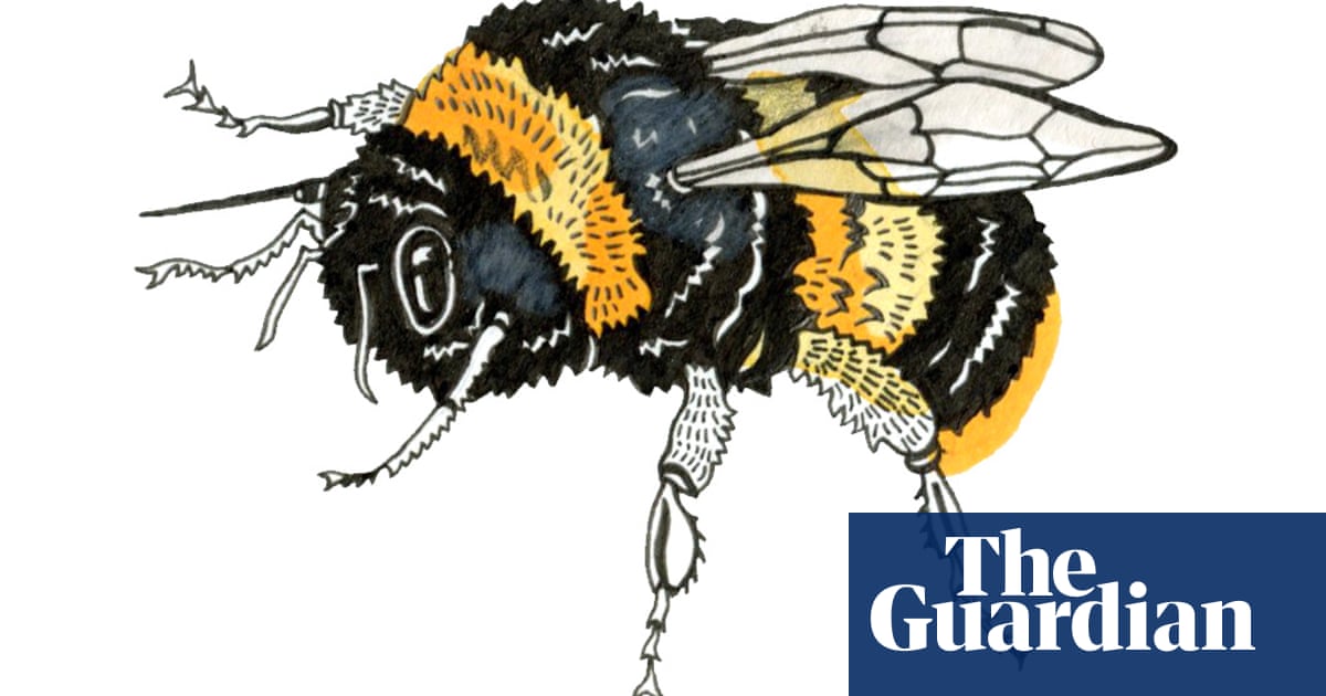 Can you be friends with bees and why does the sun look yellow? The kids’ quiz