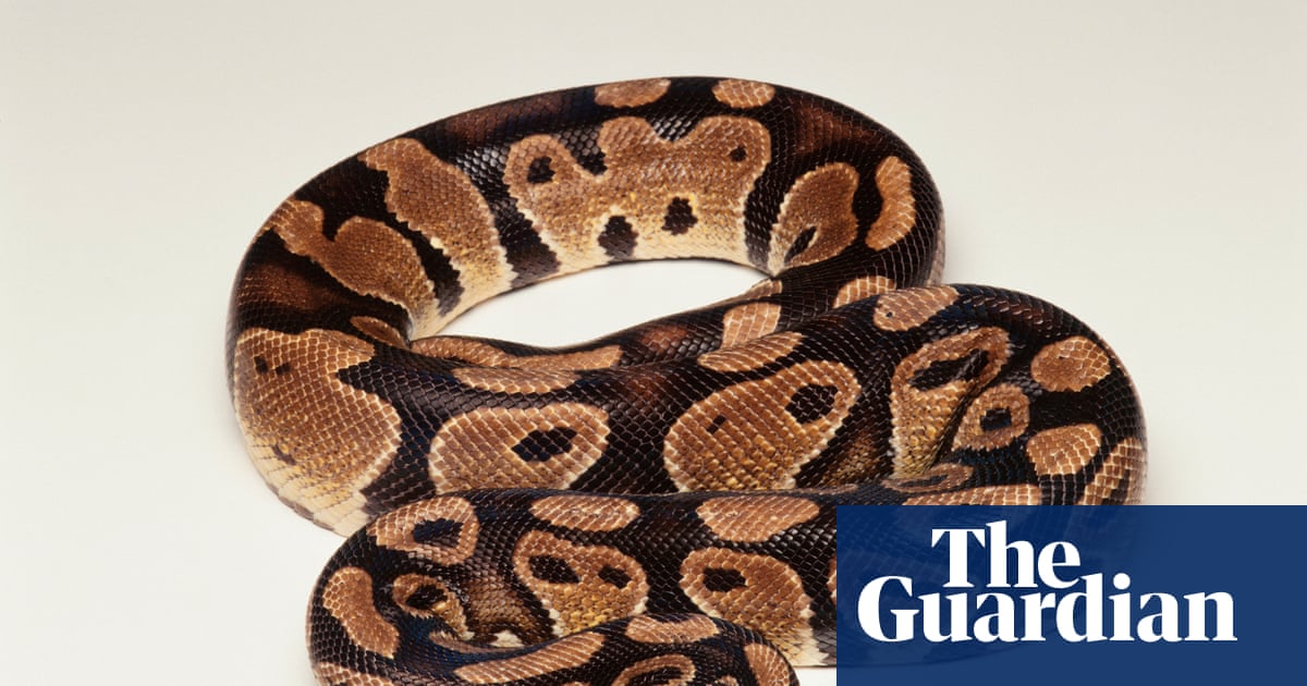 Did you solve it? Are you as s-s-smart as a snake?