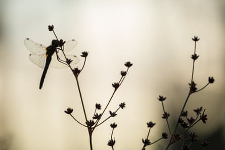 A dragonfly rests in the early morning over the vast expanse of bog in Scotland’s Flow Country.