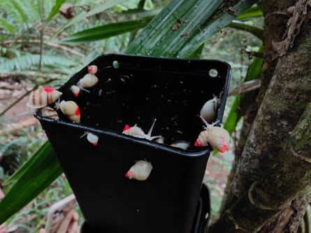 Partula snails crawling in a black plastic box