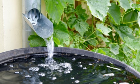 Rainwater runs into a barrel in a garden.