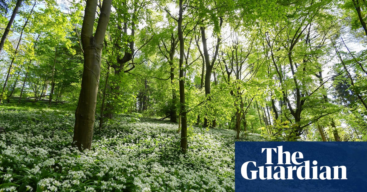 Excessive foraging for wild garlic and mushrooms in UK 'a risk to wildlife'