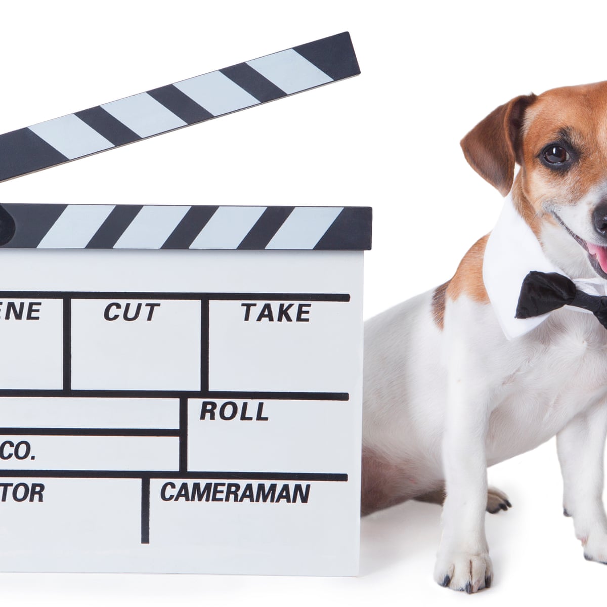Readers reply: do animals in film and TV know that they're acting? | Animals  | The Guardian