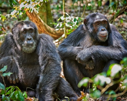 Common chimpanzees in Uganda.