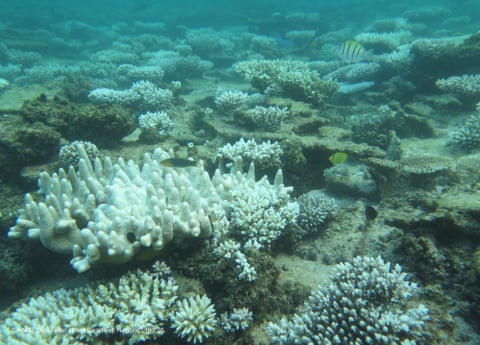 Zbardhja e koraleve në Mesa Back Reef në Ningaloo në WA.