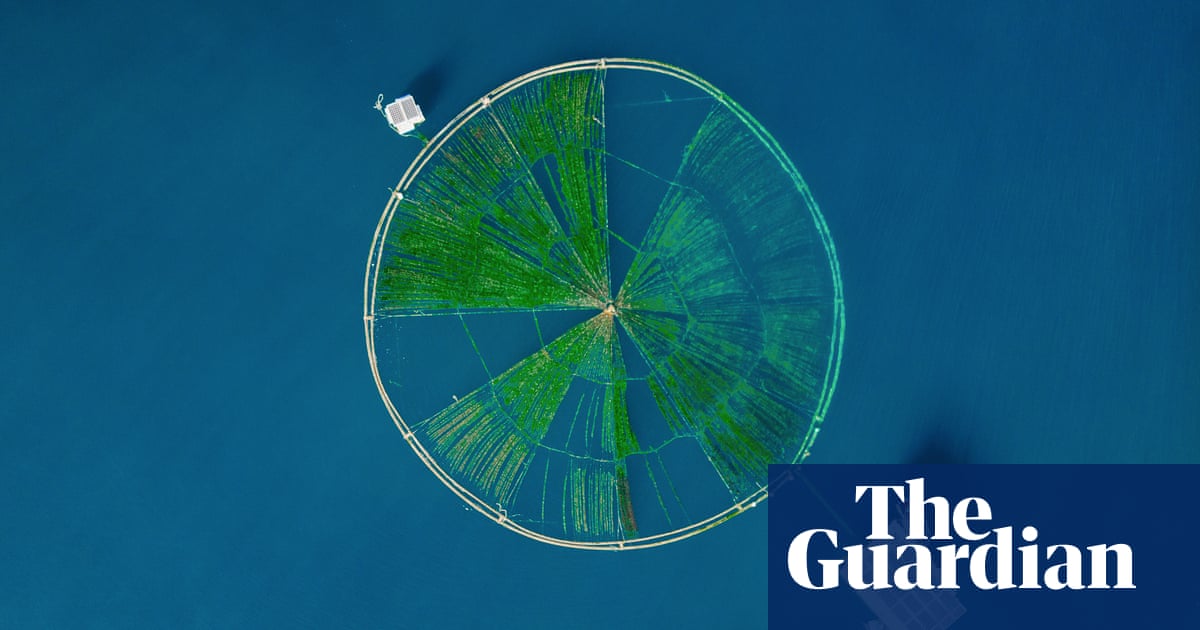 ‘Like a 40-metre pizza’: the seaweed farms that could feed us all – at a cost | Geoengineering | The GuardianBack to homepage