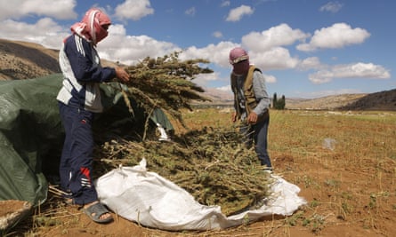 Syrian refugees collect cannabis plants in a field in the village of Yammoune in Lebanon’s Bekaa Valley.