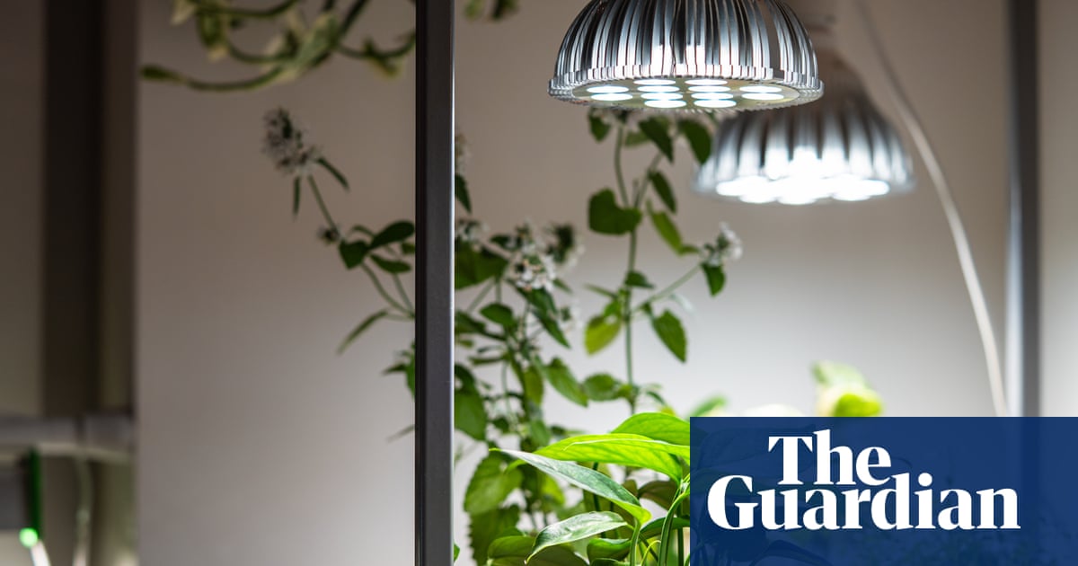 Houseplant hacks: can grow lights help plants during winter?