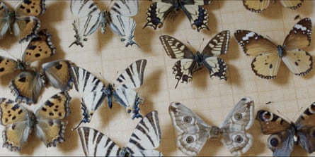 A board of pinned butterflies