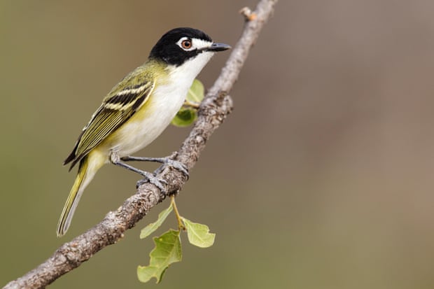 Adult male black-capped vireo in Texas.