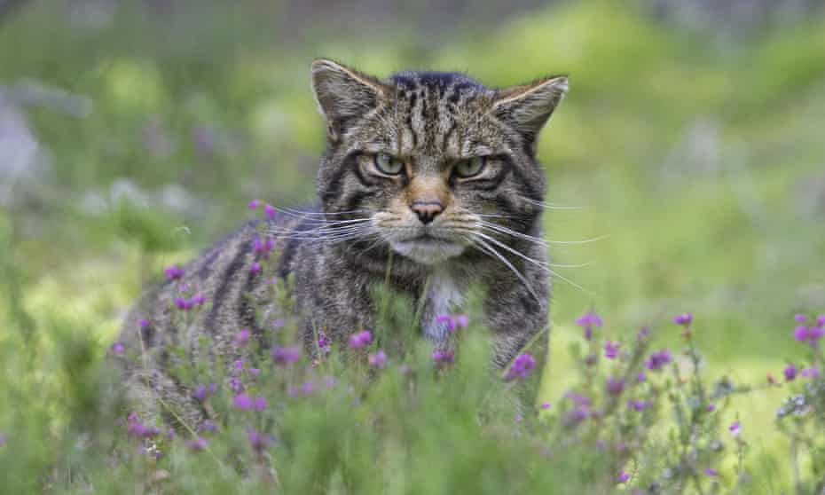 Wild Cat among heather in pine forest, Highlands, Scotland