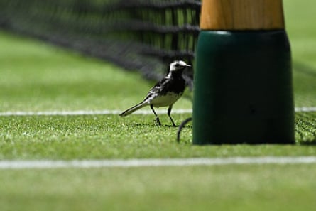 A wagtail stands on Court One