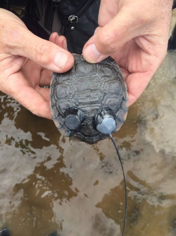 A radio tracker attached to one of 12 western swamp tortoises released into the wild at Moore river, north of Perth