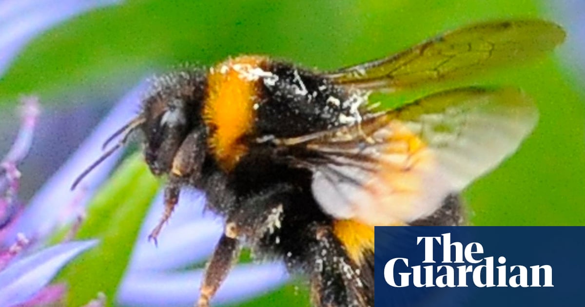 Thursday news quiz: hasty exits, horny bees and naked Nordics